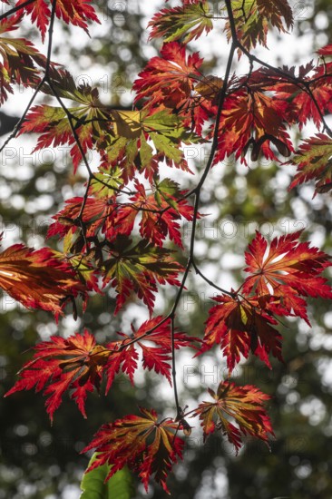 Adenhut leaf maple (Acer japonicum aconitifolium), autumn leaves, Emsland, Lower Saxony, Germany