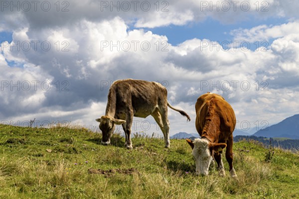 Two young cows eating grass on an alpine meadow, Spitzstein, Chiemgau, Upper Bavaria, Bavaria, Germany