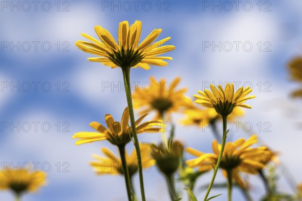 Oxeye (Buphthalmum salicifolium) from below against the sky, Eibelkopf, Mangfall Mountains, Upper Bavaria, Bavaria, Germany