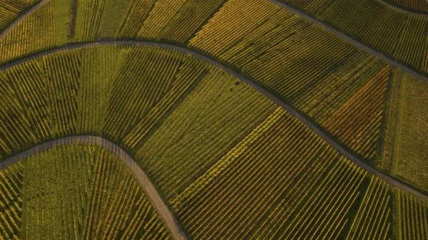 Vineyard from above, Weinstadt Beutelsbach, Baden-Württemberg, Germany