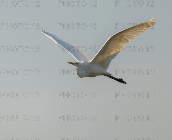 Great egret (Ardea alba) in flight, in warm, orange morning light, Lower Saxony, Germany