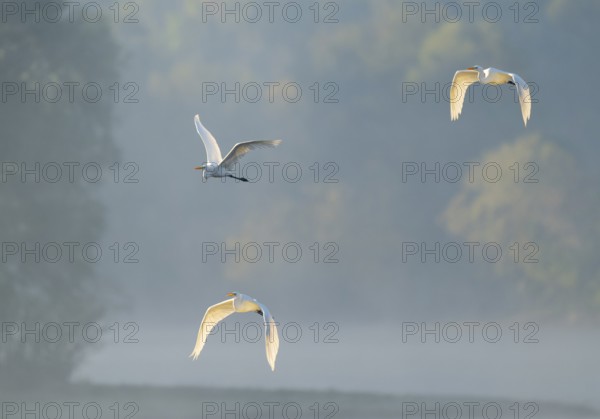 Great egret (Ardea alba), three herons flying over a lake in warm, orange morning light, Lower Saxony, Germany