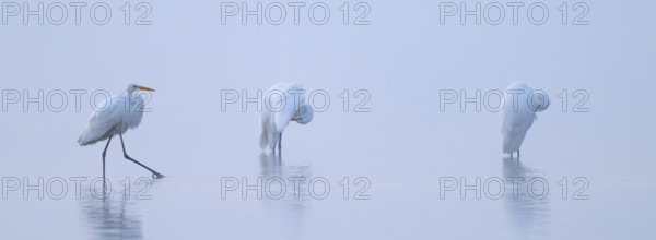 Great egret (Ardea alba), three herons walk and stand in the shallow water zone of a lake, Lower Saxony, Germany