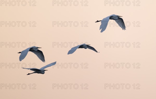 Great Egret (Ardea alba) four herons flying in front of the sky in warm, orange morning light, Lower Saxony, Germany
