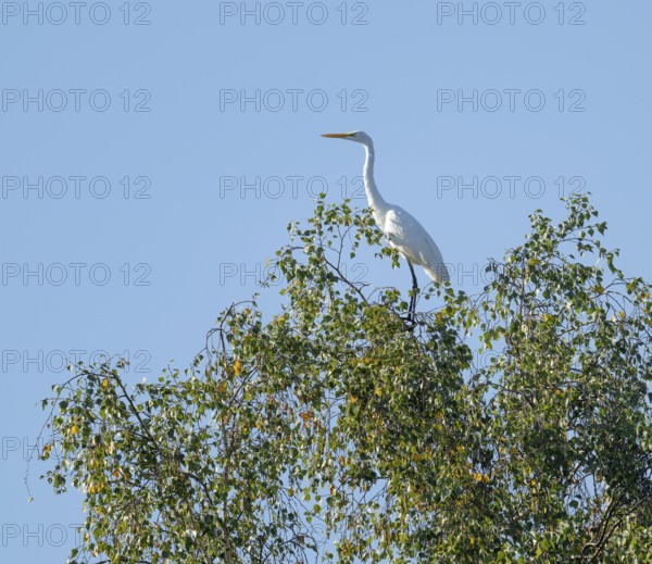 Great egret (Ardea alba) standing on a tree, a birch (Betula), Lower Saxony, Germany