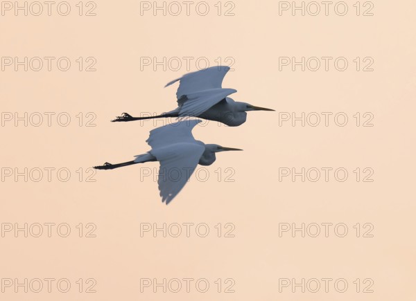 Great egret (Ardea alba) two herons flying in front of sky in warm orange morning light, Lower Saxony, Germany