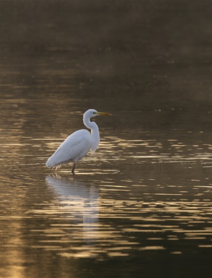 Great egret (Ardea alba) stands in warm, orange morning light in the shallow water zone of a lake, clouds of fog over the water, Lower Saxony, Germany