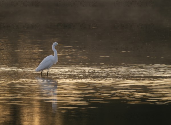 Great egret (Ardea alba) stands in warm, orange morning light in the shallow water zone of a lake, clouds of fog over the water, Lower Saxony, Germany