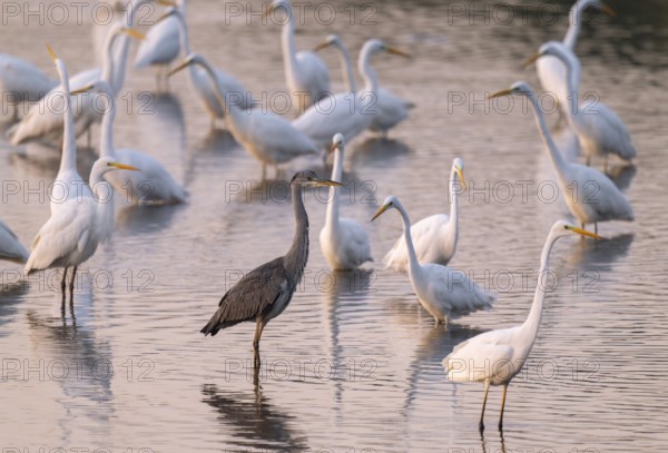 Great egret (Ardea alba), many herons and a gray heron (Ardea cinerea) stand in the shallow water zone of a lake, reddish colored water from early morning light, Lower Saxony, Germany