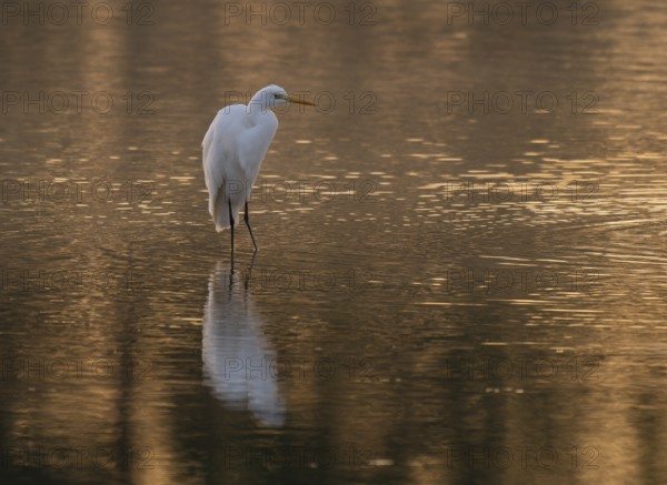 Great egret (Ardea alba) stands in warm, orange morning light in the shallow water zone of a lake, Lower Saxony, Germany