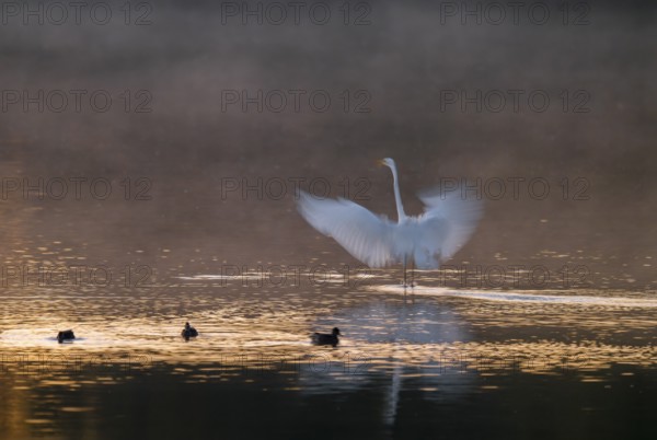 Great egret (Ardea alba) stands with wings spread out in warm, orange morning light in the shallow water zone of a lake, clouds of fog over the water, motion blur, long exposure, pull, swipe effect, Lower Saxony, Germany