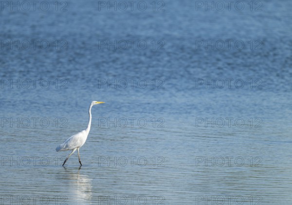 Great egret (Ardea alba) looking for food in the shallow water zone of a lake, blue water, Lower Saxony, Germany