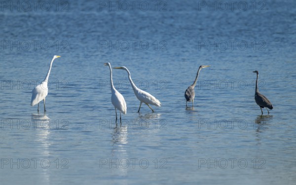 Great egret (Ardea alba), three great egrets and two gray herons (Ardea cinerea) stand in the shallow water zone of a lake, blue water, Lower Saxony, Germany