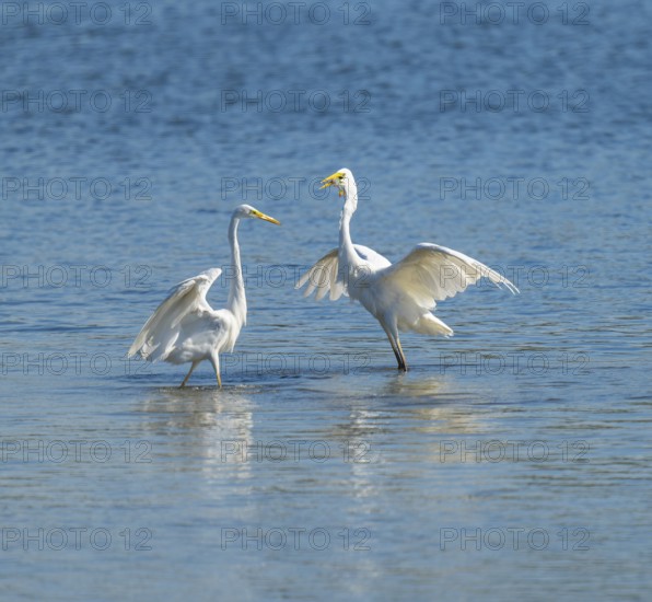 Great egret (Ardea alba), two herons standing in the shallow water zone of a lake and fighting over a fish, blue water, Lower Saxony, Germany