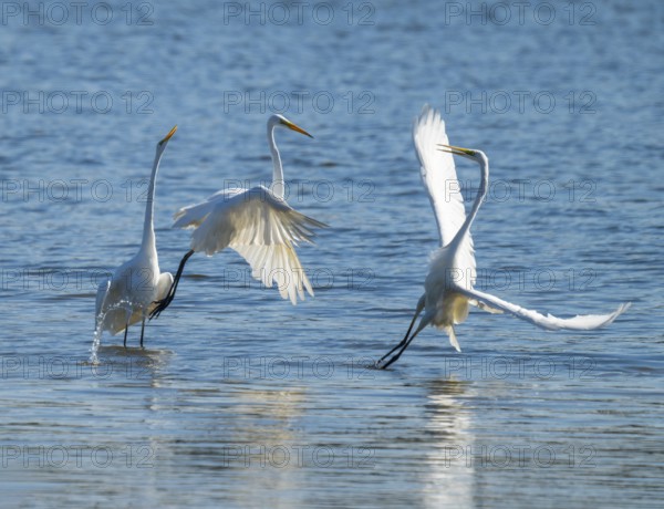 Great egret (Ardea alba), three herons fighting in the shallow water zone of a lake, dispute, blue water, Lower Saxony, Germany