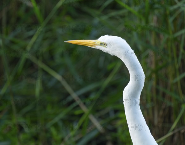 Great egret (Ardea alba), portrait, Lower Saxony, Germany