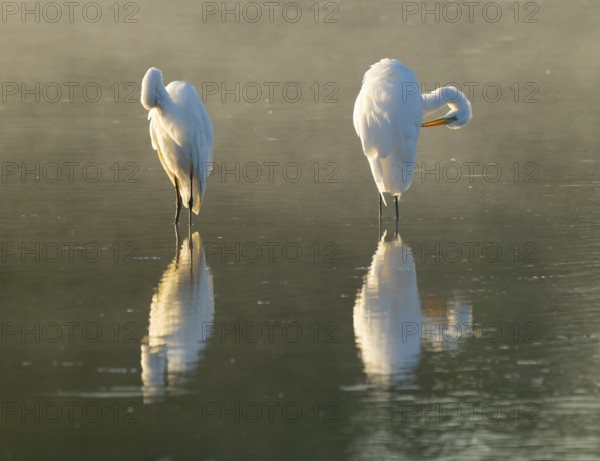 Great Egret (Ardea alba) two herons stand in warm morning light in the shallow water zone of a lake, clouds of fog over the water, Lower Saxony, Germany
