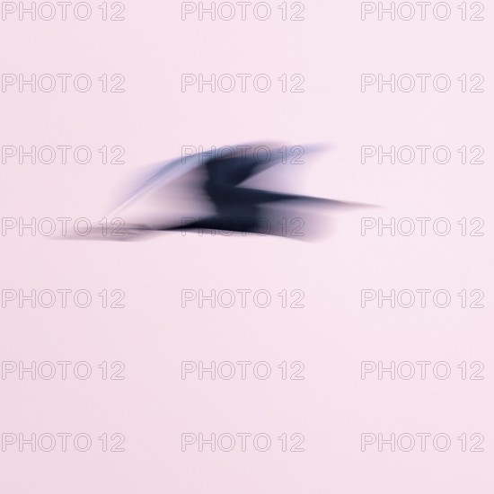 Great egret (Ardea alba) in flight, motion blur, long exposure, puller, wiping effect, Lower Saxony, Germany
