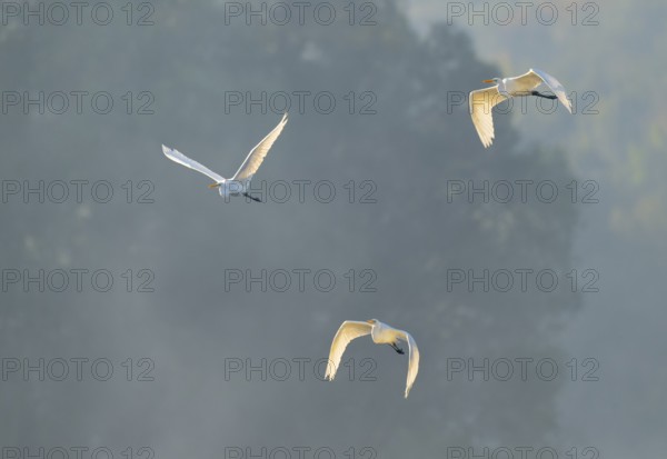 Great egret (Ardea alba), three herons flying in warm, orange morning light, Lower Saxony, Germany