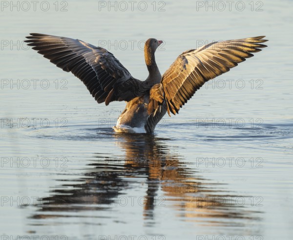 Grey goose (Anser anser) stands in a shallow water zone of a body of water in warm morning light and flaps its wings, Lower Saxony, Germany