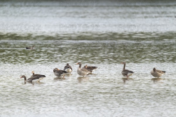 Grey goose (Anser anser), gray geese are in the shallow water zone of a body of water, Lower Saxony, Germany