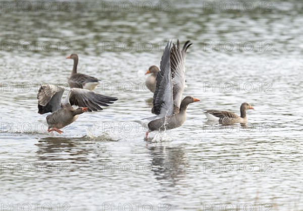 Grey goose (Anser anser) grey geese on a body of water, a grey goose drives another grey goose away from its resting place, Lower Saxony, Germany