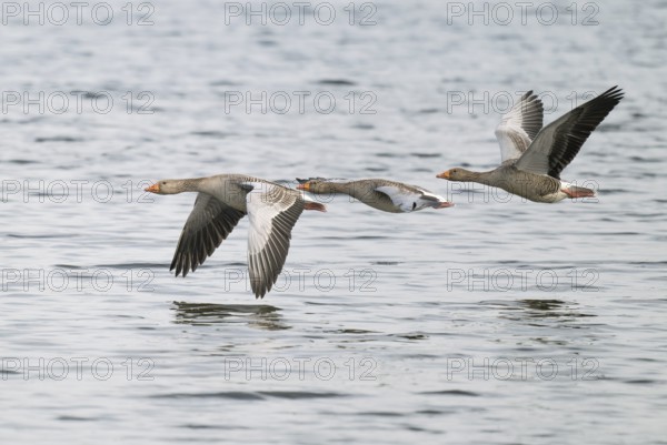 Grey goose (Anser anser), gray geese flying over a body of water, Lower Saxony, Germany