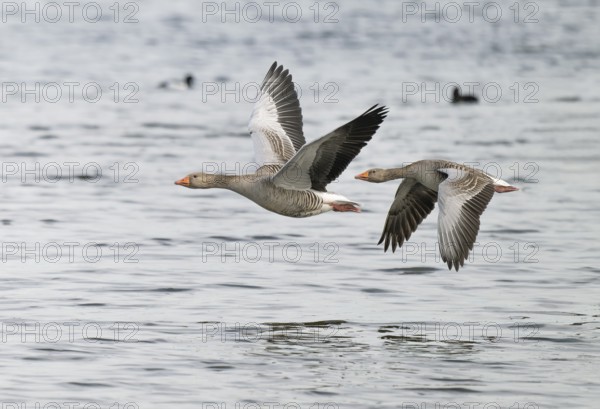 Grey goose (Anser anser), two gray geese flying over a body of water, Lower Saxony, Germany