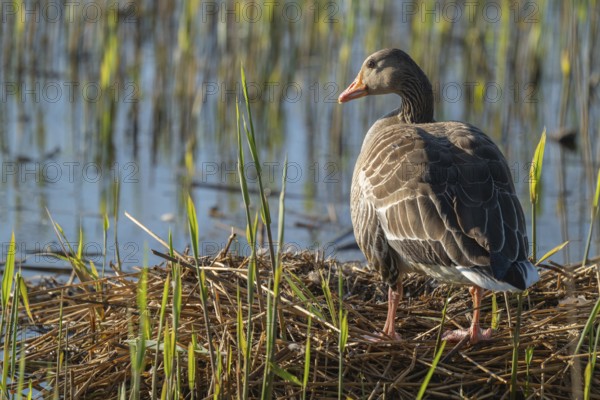 Grey goose (Anser anser) standing on the nest, blue water, Lower Saxony, Germany