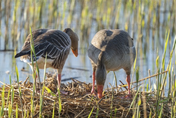 Grey goose (Anser anser), a couple standing on the nest, blue water, Lower Saxony, Germany