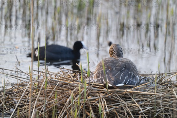 Grey goose (Anser anser) sits on the nest and breeds, Lower Saxony, Germany