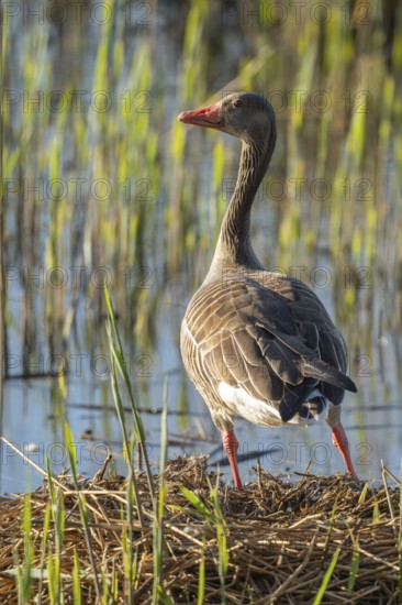 Grey goose (Anser anser) standing on the nest, blue water, Lower Saxony, Germany