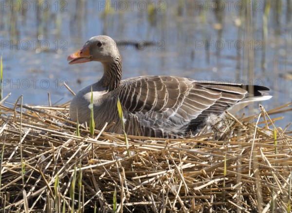 Grey goose (Anser anser) sitting on the nest and breeding, blue water, Lower Saxony, Germany