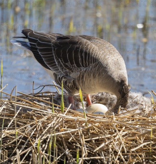 Grey goose (Anser anser) stands on the nest and turns the eggs, Lower Saxony, Germany