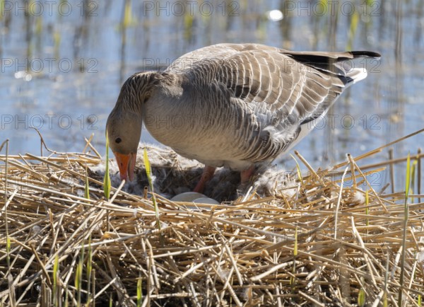 Grey goose (Anser anser) stands on the nest and turns the eggs, Lower Saxony, Germany