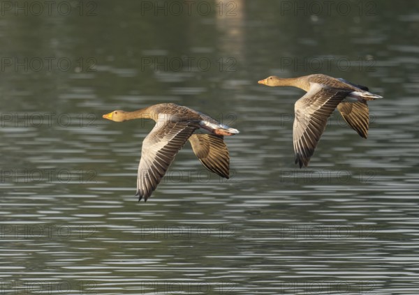 Grey goose (Anser anser), two gray geese flying over a body of water in early warm morning light, Lower Saxony, Germany