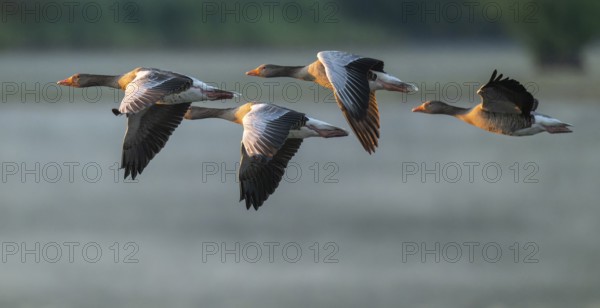 Grey goose (Anser anser), gray geese flying over a body of water in early warm morning light, Lower Saxony, Germany