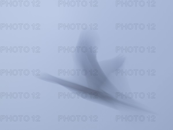 Grey goose (Anser anser) in flight, motion blur, long exposure, pull, wiping effect, Lower Saxony, Germany