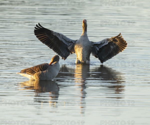 Gray goose (Anser anser), two gray geese stand in a shallow water zone of a body of water in warm morning light, a gray goose flaps its wings, Lower Saxony, Germany