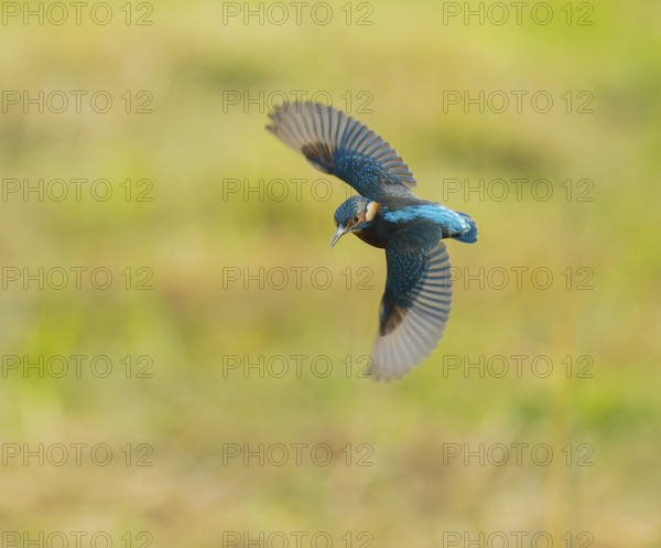 Kingfisher (Alcedo atthis) flying, Lower Saxony, Germany