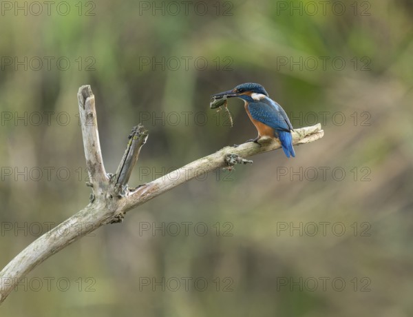 Kingfisher (Alcedo atthis) sitting on a branch, sitting room, with captured prey frog (Rana) in its beak, Lower Saxony, Germany