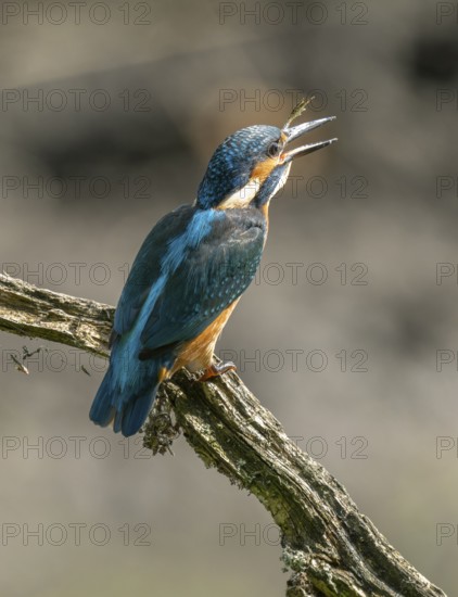 Kingfisher (Alcedo atthis) sits on a branch, sitting room and swallows a captured prey frog (Rana), Lower Saxony, Germany