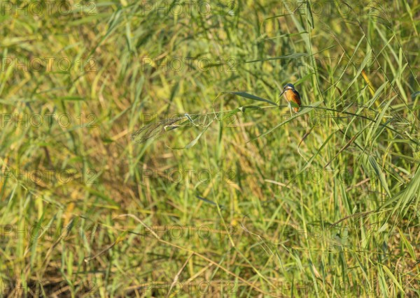 Kingfisher (Alcedo atthis) sits on a reed stalk while hunting a prey, reed (Phragmites australis) as a sitting room, Lower Saxony, Germany