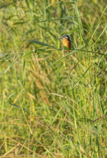 Kingfisher (Alcedo atthis) sits on a reed stalk while hunting a prey, reed (Phragmites australis) as a sitting room, Lower Saxony, Germany