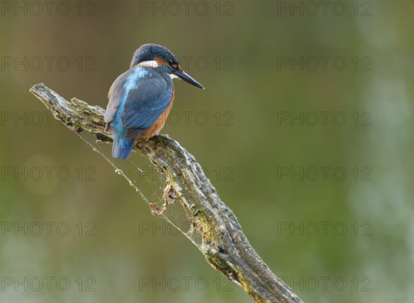 Kingfisher (Alcedo atthis) sits on a branch while hunting prey, Sitzwarte, Lower Saxony, Germany