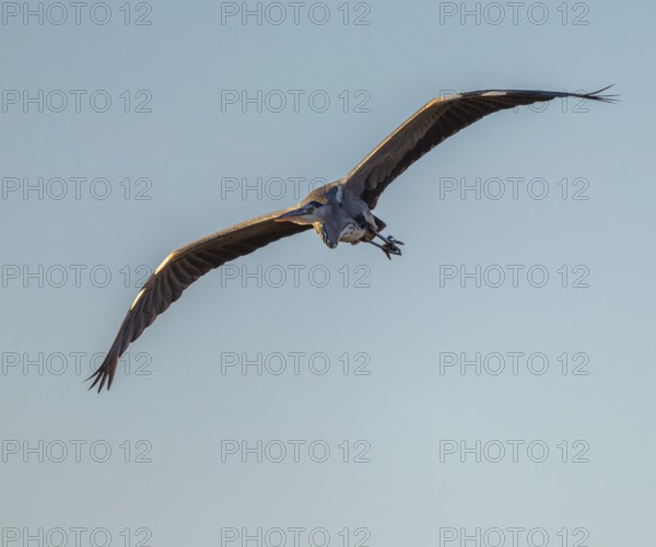 Grey heron (Ardea cinerea) flying, blue sky, Lower Saxony, Germany