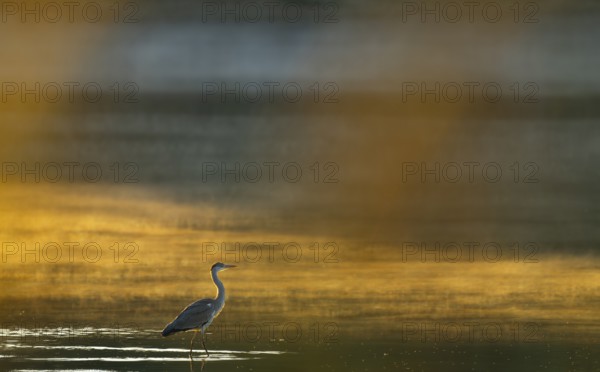 Grey heron (Ardea cinerea) stands in warm, orange morning light in the shallow water zone of a lake, clouds of fog over the water, Lower Saxony, Germany