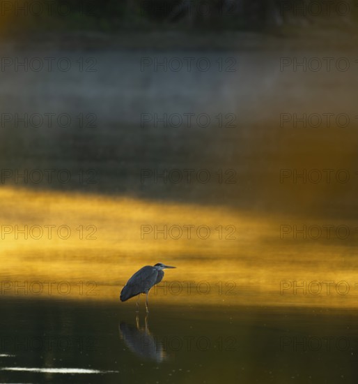 Grey heron (Ardea cinerea) stands in warm, orange morning light in the shallow water zone of a lake, clouds of fog over the water, Lower Saxony, Germany