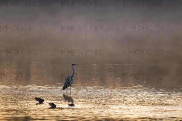 Grey heron (Ardea cinerea) stands in warm morning light in the shallow water zone of a lake, clouds of fog over the water, Lower Saxony, Germany