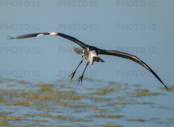 Grey heron (Ardea cinerea) flying over the shallow water zone of a lake, blue water, Germany